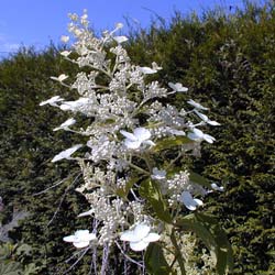 Hortensia  panicules 'Unique'